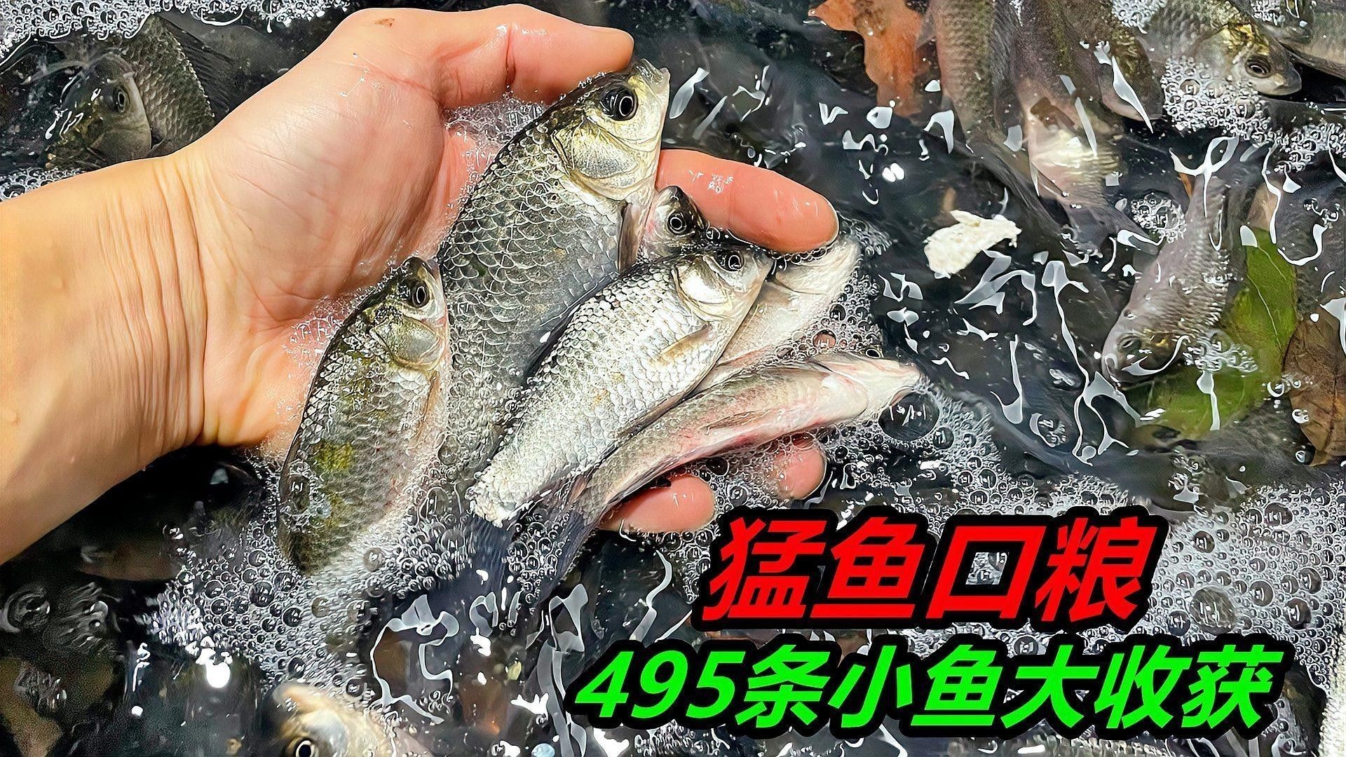 如何判斷魚缸密度是否合適？ 如何判斷魚缸密度是否合適？ 龍魚百科 第3張