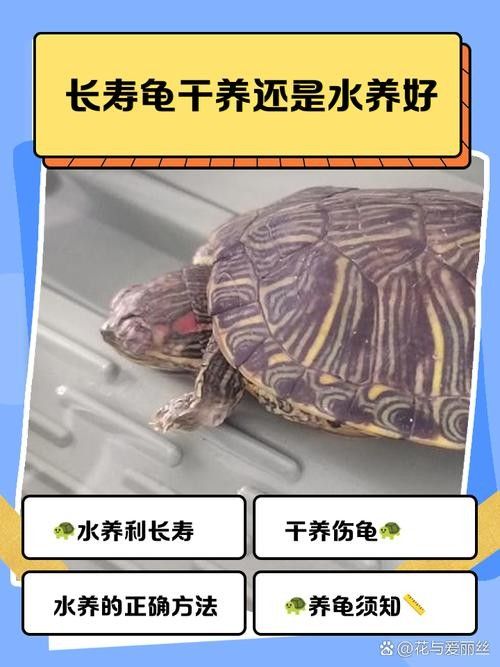 如何延長(zhǎng)烏龜?shù)膲勖ㄈ绾巫屇愕臑觚敻L(zhǎng)壽） 如何延長(zhǎng)烏龜?shù)膲勖ㄈ绾巫屇愕臑觚敻L(zhǎng)壽） 龍魚(yú)百科 第15張