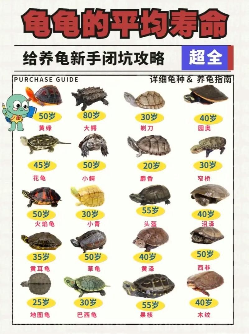 如何延長(zhǎng)烏龜?shù)膲勖ㄈ绾巫屇愕臑觚敻L(zhǎng)壽） 如何延長(zhǎng)烏龜?shù)膲勖ㄈ绾巫屇愕臑觚敻L(zhǎng)壽） 龍魚(yú)百科 第11張