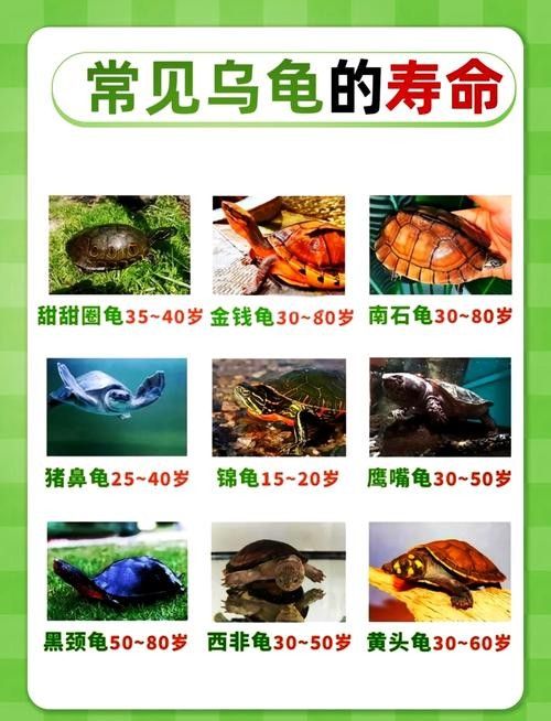 如何延長(zhǎng)烏龜?shù)膲勖ㄈ绾巫屇愕臑觚敻L(zhǎng)壽） 如何延長(zhǎng)烏龜?shù)膲勖ㄈ绾巫屇愕臑觚敻L(zhǎng)壽） 龍魚(yú)百科 第12張