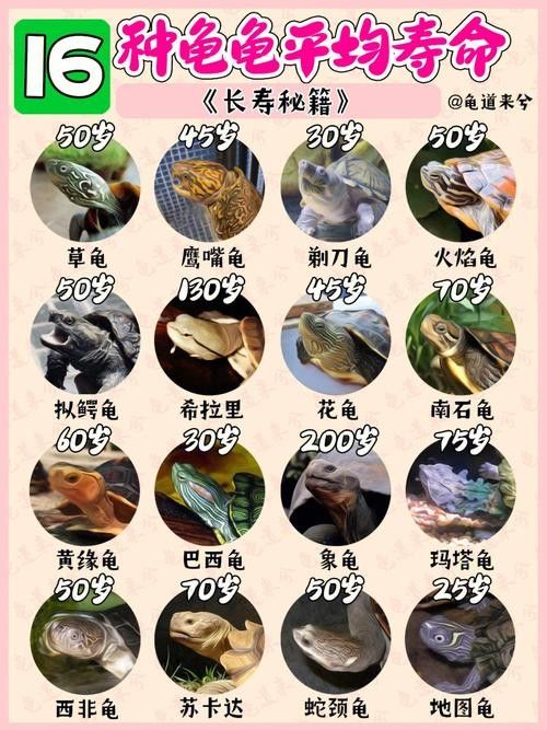 如何延長(zhǎng)烏龜?shù)膲勖ㄈ绾巫屇愕臑觚敻L(zhǎng)壽） 如何延長(zhǎng)烏龜?shù)膲勖ㄈ绾巫屇愕臑觚敻L(zhǎng)壽） 龍魚(yú)百科 第6張