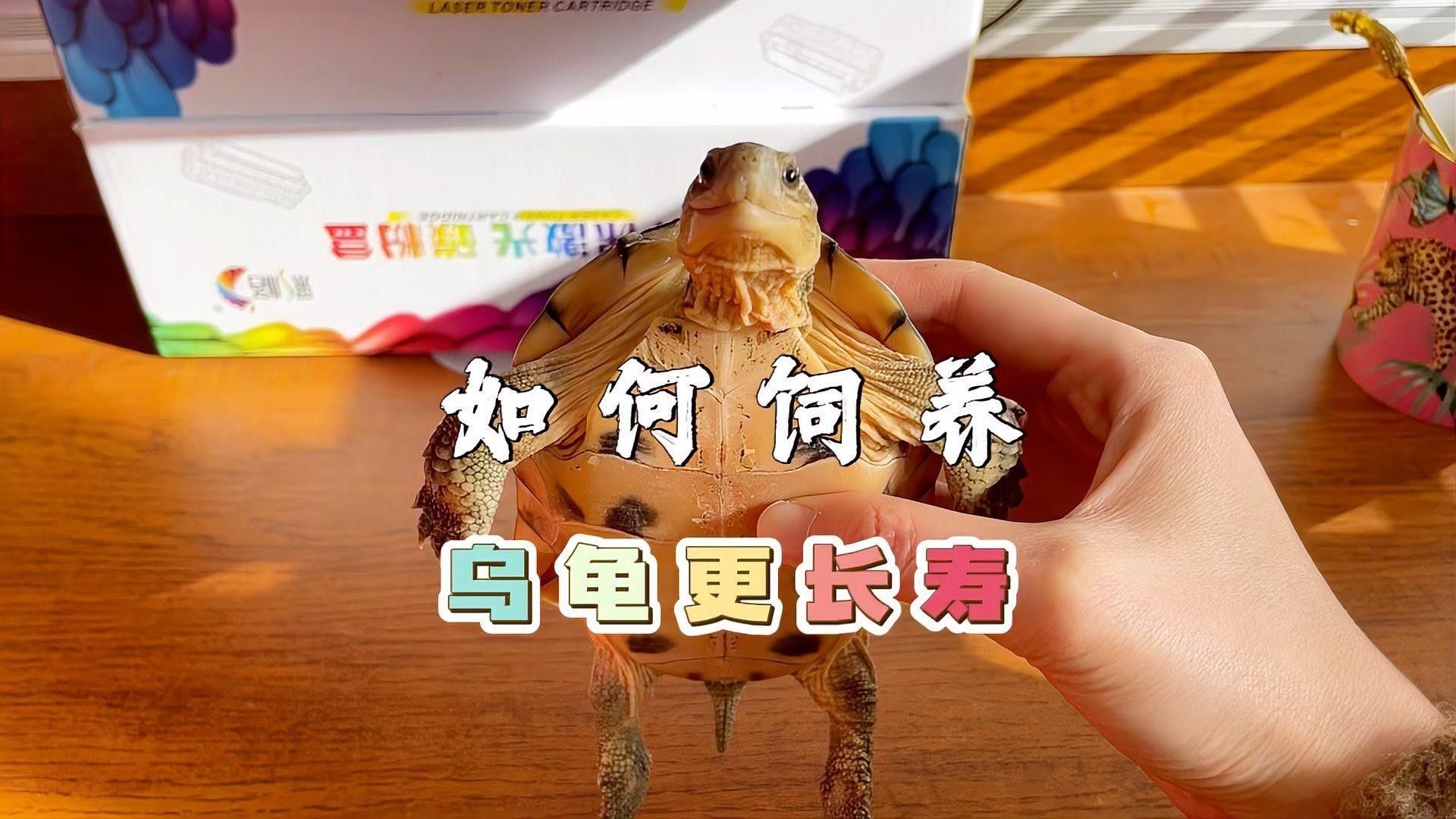 如何延長(zhǎng)烏龜?shù)膲勖ㄈ绾巫屇愕臑觚敻L(zhǎng)壽） 如何延長(zhǎng)烏龜?shù)膲勖ㄈ绾巫屇愕臑觚敻L(zhǎng)壽） 龍魚(yú)百科 第2張