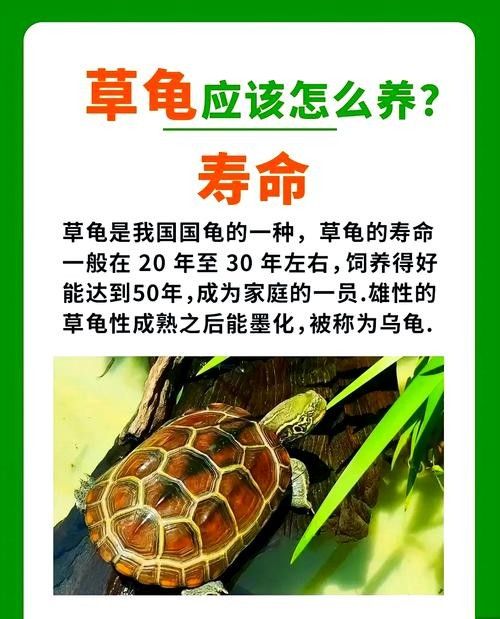 如何延長(zhǎng)烏龜?shù)膲勖ㄈ绾巫屇愕臑觚敻L(zhǎng)壽） 如何延長(zhǎng)烏龜?shù)膲勖ㄈ绾巫屇愕臑觚敻L(zhǎng)壽） 龍魚(yú)百科 第3張
