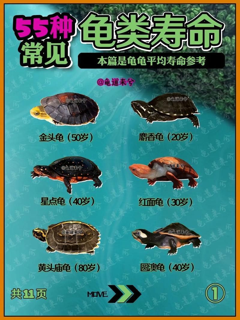 如何延長(zhǎng)烏龜?shù)膲勖ㄈ绾巫屇愕臑觚敻L(zhǎng)壽） 如何延長(zhǎng)烏龜?shù)膲勖ㄈ绾巫屇愕臑觚敻L(zhǎng)壽） 龍魚(yú)百科 第14張