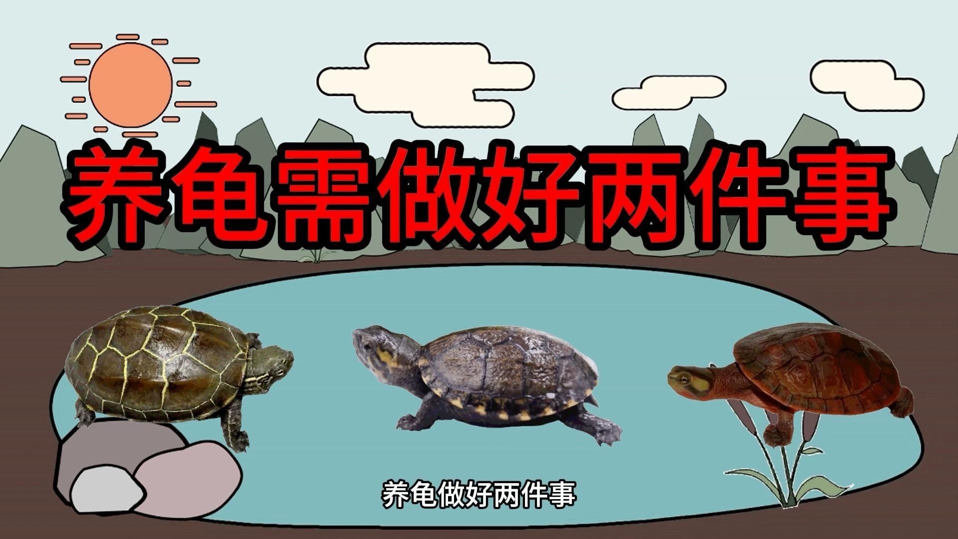 如何延長(zhǎng)烏龜?shù)膲勖ㄈ绾巫屇愕臑觚敻L(zhǎng)壽） 如何延長(zhǎng)烏龜?shù)膲勖ㄈ绾巫屇愕臑觚敻L(zhǎng)壽） 龍魚(yú)百科 第1張