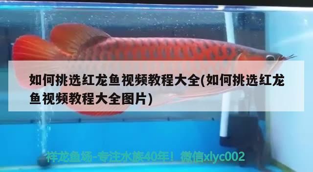 如何挑選紅龍魚視頻教程大全(如何挑選紅龍魚視頻教程大全圖片)