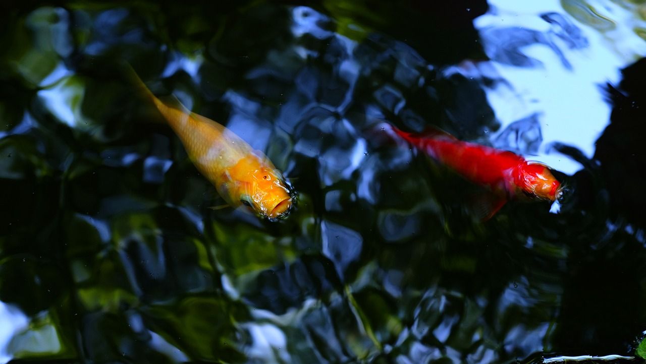 錦鯉新魚入缸為什么歪著身子躺在缸底側(cè)身躺缸底是什么情況