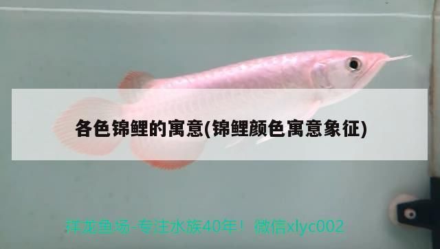 各色錦鯉的寓意(錦鯉顏色寓意象征)
