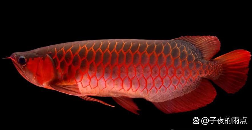 紅福金龍魚直營店的價格如何 紅福金龍魚直營店的價格如何 龍魚百科 第4張