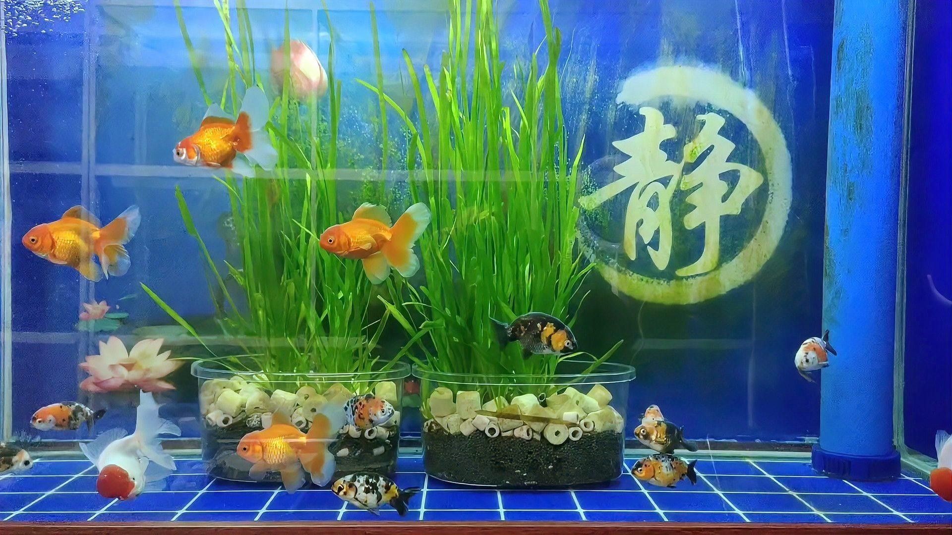 如何正確清洗和更換濾材 如何正確清洗和更換濾材 龍魚百科 第3張