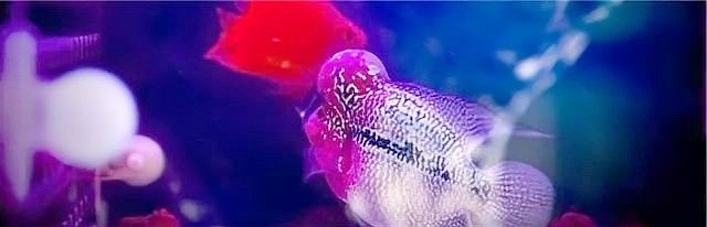如何正確清洗和更換濾材 如何正確清洗和更換濾材 龍魚百科 第4張