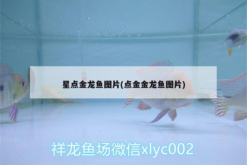 星點金龍魚圖片(點金金龍魚圖片) 星點金龍魚圖片(點金金龍魚圖片) 觀賞魚百科