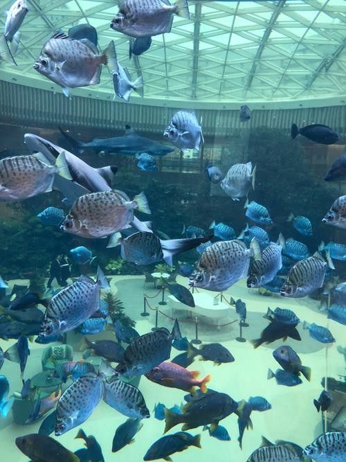 馬鞍山哪個水族館龍魚好？祥龍魚場龍魚 馬鞍山哪個水族館龍魚好？祥龍魚場龍魚 龍魚百科 第1張