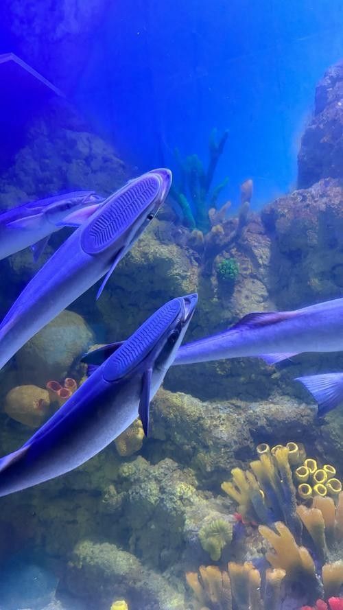 馬鞍山哪個水族館龍魚好？祥龍魚場龍魚 馬鞍山哪個水族館龍魚好？祥龍魚場龍魚 龍魚百科 第5張