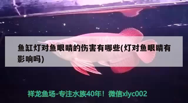魚缸燈對(duì)魚眼睛的傷害有哪些(燈對(duì)魚眼睛有影響嗎)