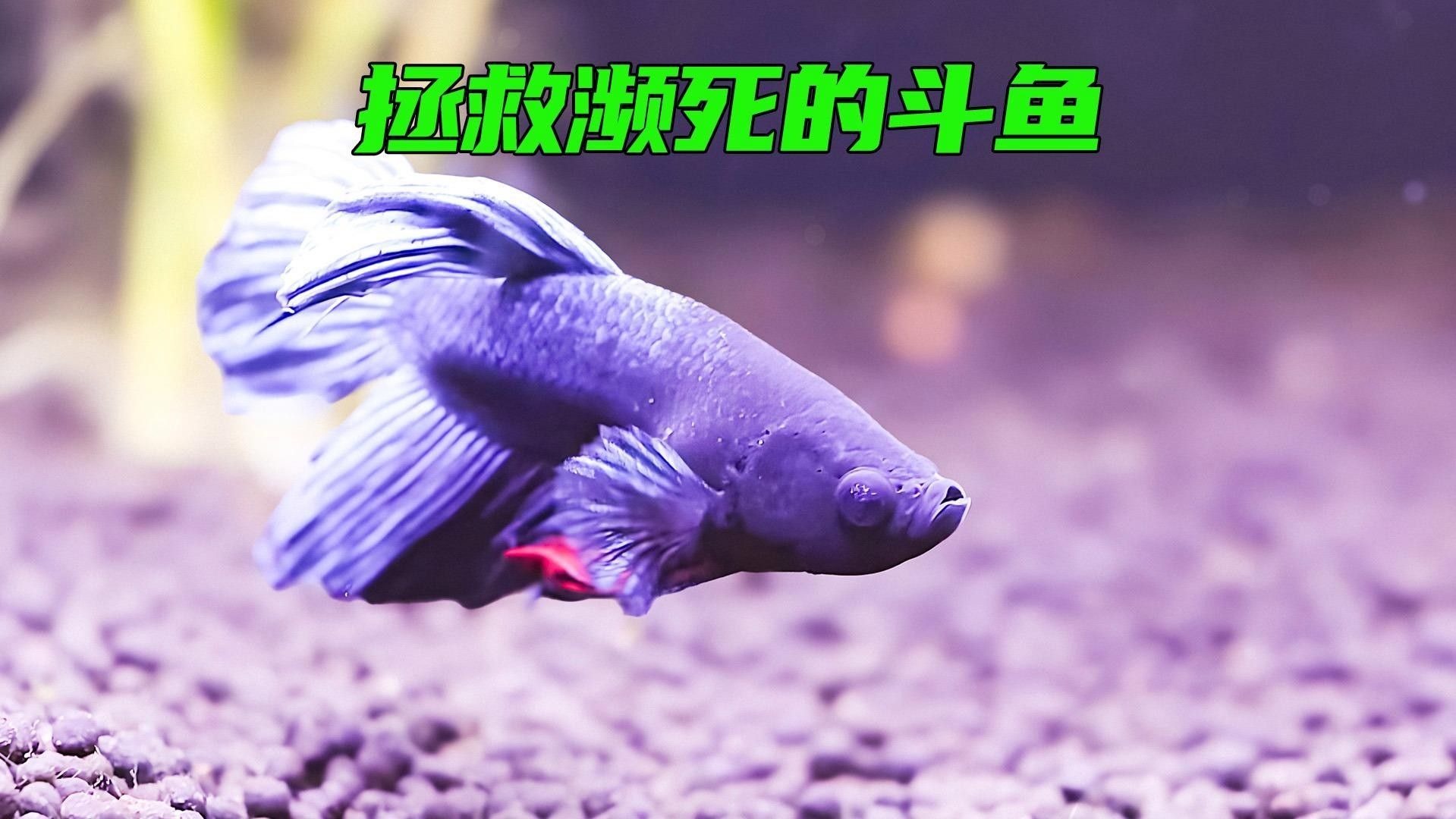 哪些觀賞魚適合土葬？