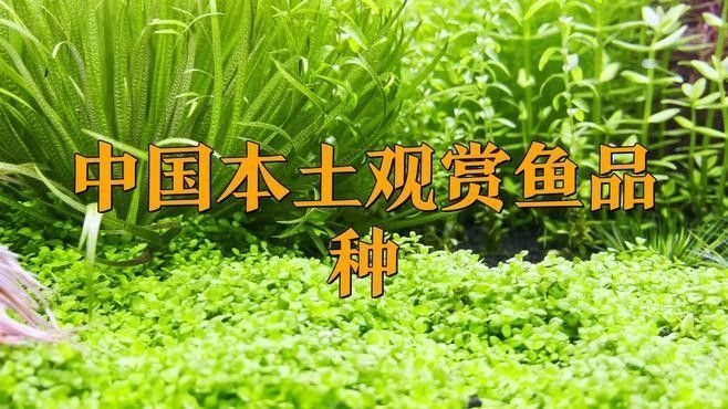 哪些觀賞魚適合土葬？