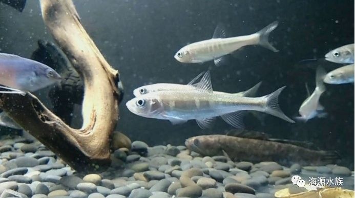 哪些觀賞魚適合土葬？
