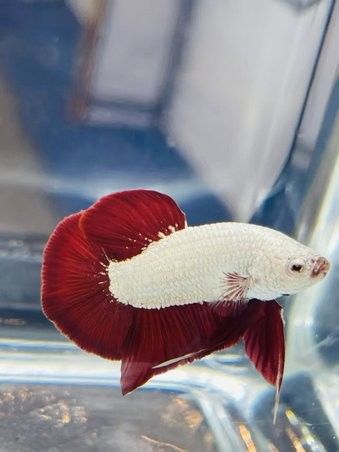 哪些觀賞魚適合土葬？