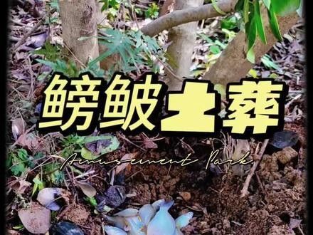 哪些觀賞魚適合土葬？