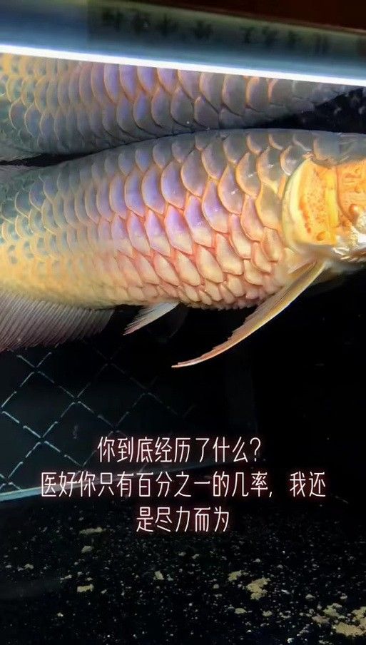 如何預防紅龍魚炸鱗復發