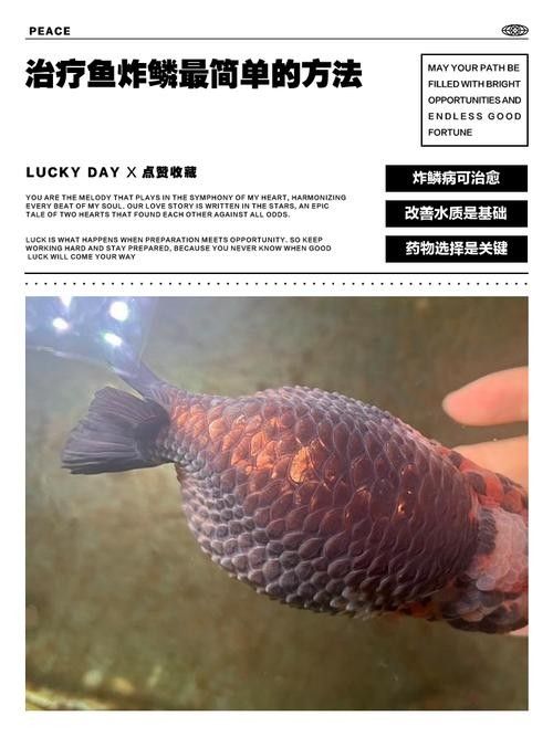 如何預防紅龍魚炸鱗復發