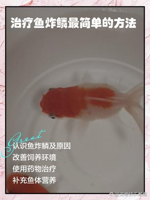如何預防紅龍魚炸鱗復發