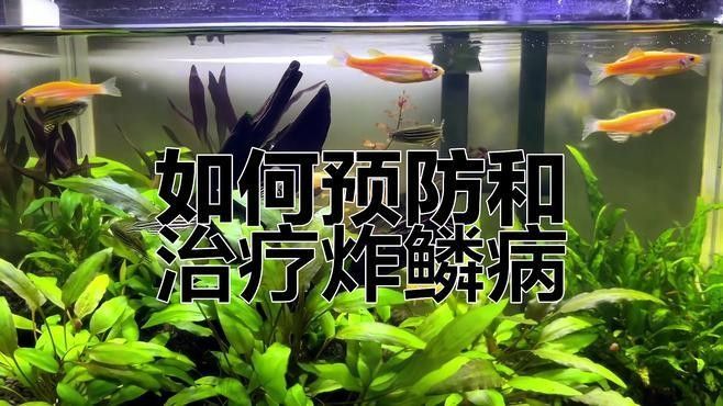 如何預防紅龍魚炸鱗復發