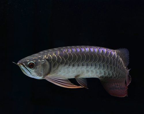 哪里可以找到更多龍魚圖片 哪里可以找到更多龍魚圖片 龍魚百科 第11張
