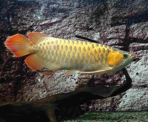 哪里可以找到更多龍魚圖片 哪里可以找到更多龍魚圖片 龍魚百科 第16張