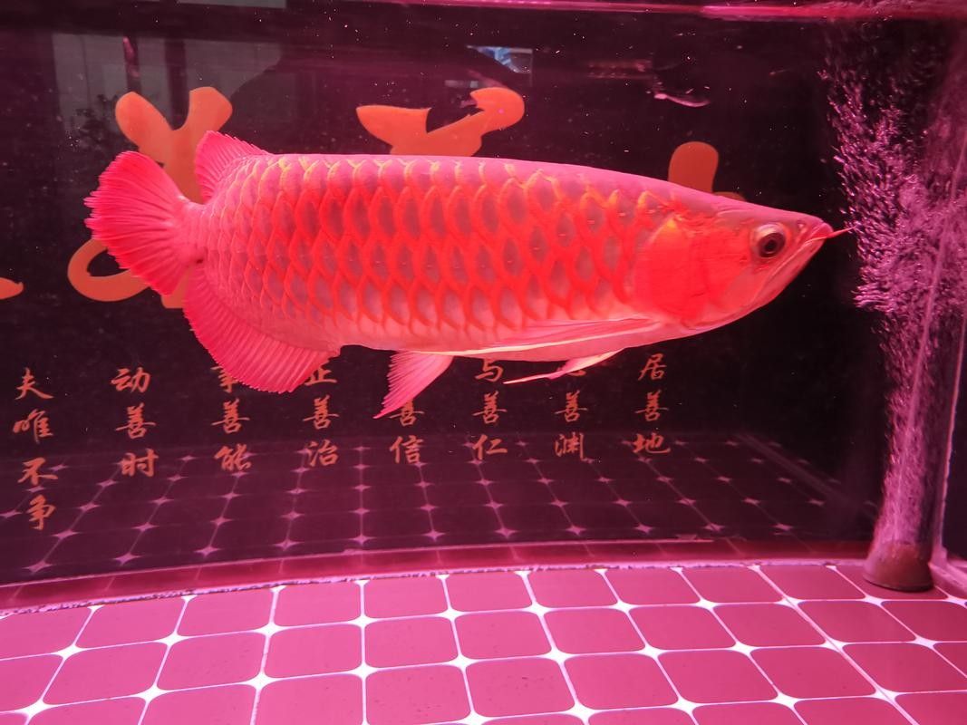 哪里可以找到更多龍魚圖片 哪里可以找到更多龍魚圖片 龍魚百科 第18張