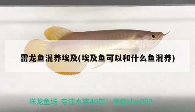 雷龍魚混養埃及(埃及魚可以和什么魚混養) 雷龍魚混養埃及(埃及魚可以和什么魚混養) 觀賞魚百科