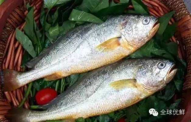高品質(zhì)觀賞魚收藏趨勢：高品品質(zhì)觀賞魚的收藏趨勢