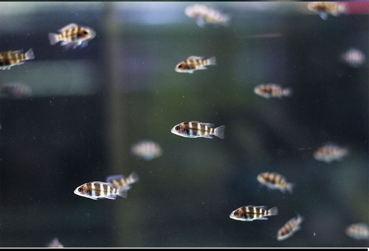 高品質(zhì)觀賞魚收藏趨勢：高品品質(zhì)觀賞魚的收藏趨勢