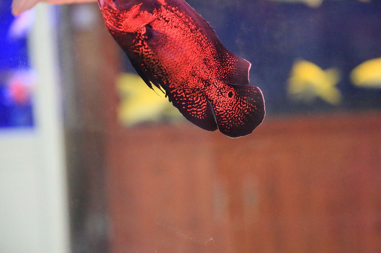 高品質(zhì)觀賞魚收藏趨勢：高品品質(zhì)觀賞魚的收藏趨勢