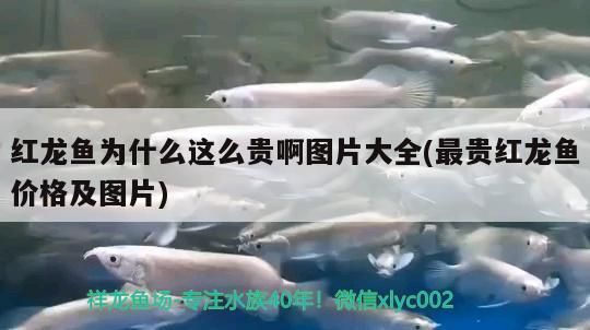紅龍魚為什么這么貴啊圖片大全(最貴紅龍魚價格及圖片)