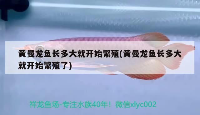 金龍魚溫度控制在多少，養金龍魚適合的溫度 金龍魚溫度控制在多少，養金龍魚適合的溫度 觀賞魚百科 第1張