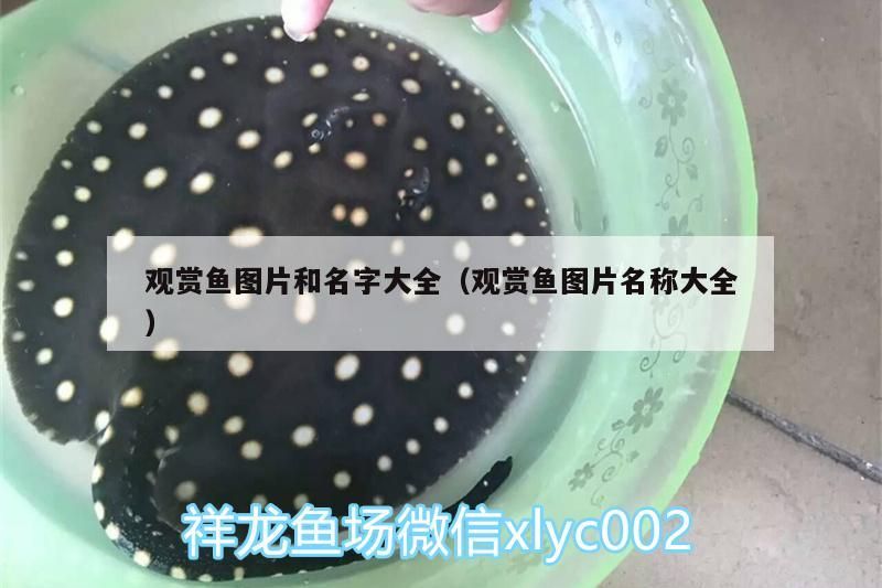 觀賞魚圖片和名字大全（觀賞魚圖片名稱大全）
