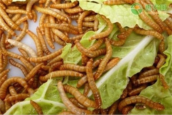 面包蟲的最佳喂食時間（關于面包蟲喂食時間的一些建議）