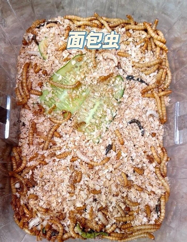 面包蟲的最佳喂食時間（關于面包蟲喂食時間的一些建議）