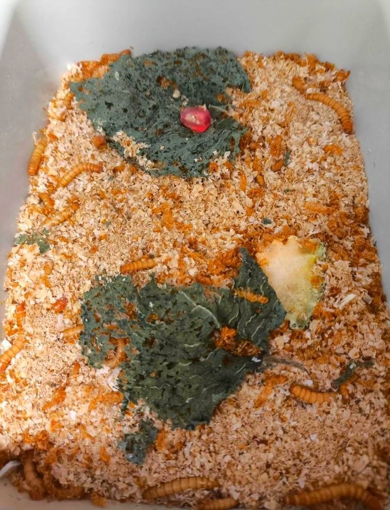 面包蟲的最佳喂食時間（關于面包蟲喂食時間的一些建議）
