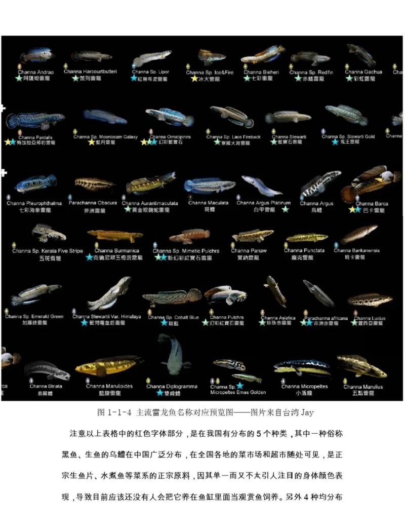 哪些雷龍魚適合新手（新手養雷龍魚哪些品種好養這幾個品種值得一試）