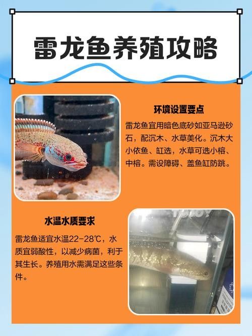 哪些雷龍魚適合新手（新手養雷龍魚哪些品種好養這幾個品種值得一試）