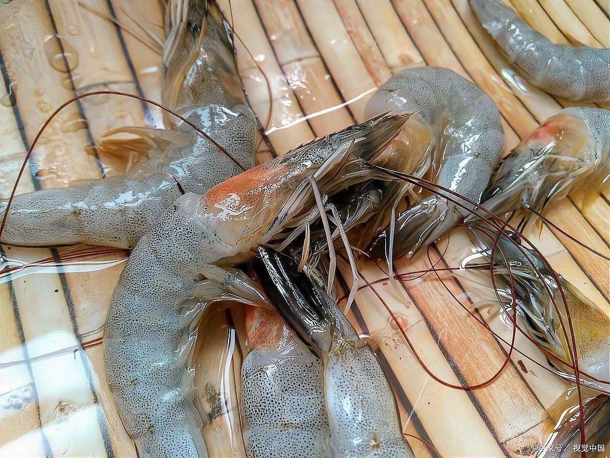 混養成功案例