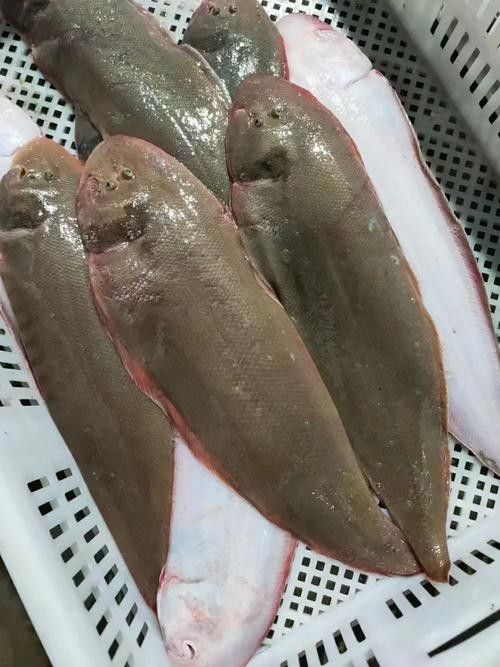 利川哪個水族館龍魚好？祥龍魚場龍魚 利川哪個水族館龍魚好？祥龍魚場龍魚 龍魚百科 第2張