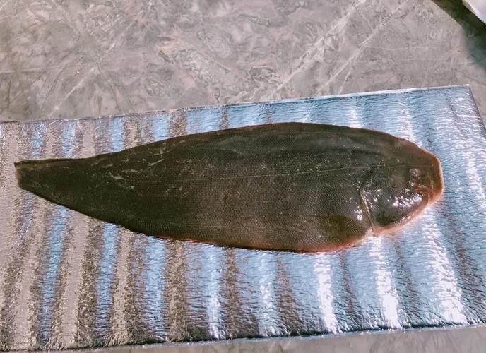 利川哪個水族館龍魚好？祥龍魚場龍魚 利川哪個水族館龍魚好？祥龍魚場龍魚 龍魚百科 第5張