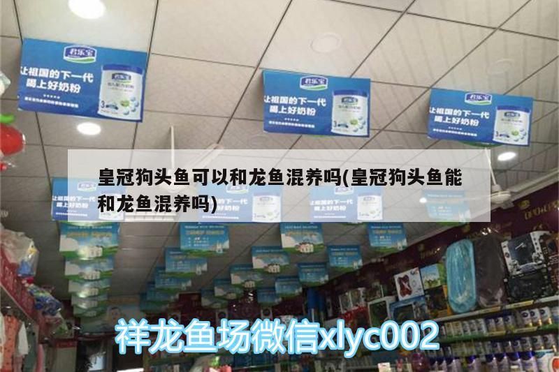 皇冠狗頭魚可以和龍魚混養嗎(皇冠狗頭魚能和龍魚混養嗎)