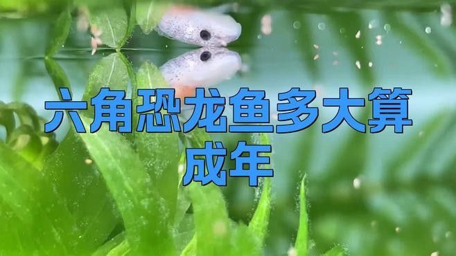 如何判斷六角龍魚的年齡