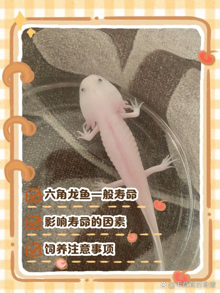 如何判斷六角龍魚的年齡