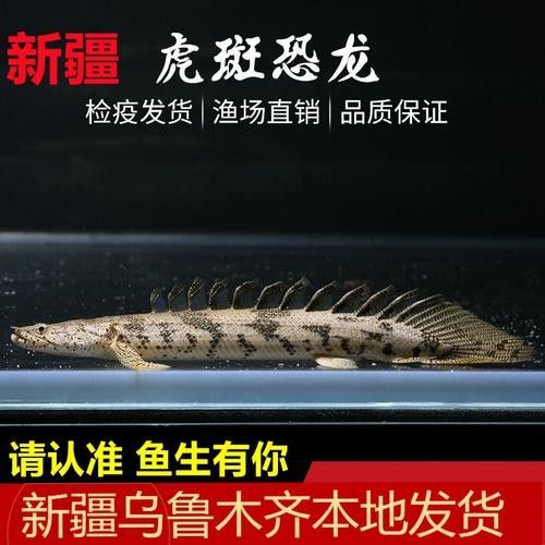 虎斑恐龍魚好養(yǎng)嗎？（虎斑恐龍魚怎么養(yǎng)百度經(jīng)驗新手30天養(yǎng)出健康“遠(yuǎn)古魚”袁蔬記）